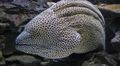 Serpentin Zierfische Tessalata Aal kümmern und Merkmale, Foto