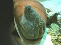 tähniline Akvaariumikala Tessalata Angerjas, Gymnothorax favagineus omadused, Foto