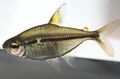 Silver Tetra Ulrey Aquarium Fish, Photo and characteristics