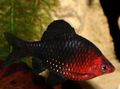 Striped The black ruby barb Aquarium Fish, Photo and characteristics
