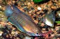 Striped Thick Lipped Gourami Aquarium Fish, Photo and characteristics