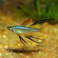 Photo Threadfin Rainbowfish characteristics