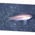 Elongated Aquarium Fish Threadtail anthias. care and characteristics, Photo
