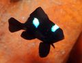 Elongated Three Spot Domino Damselfish care and characteristics, Photo