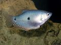 Light Blue Three-spot Gourami Aquarium Fish, Photo and characteristics