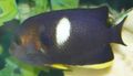 Black Tibicen Angelfish, Keyhole Angelfish, Photo and characteristics