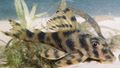 Länglich Zierfische Tiger-Gebändert Peckoltia kümmern und Merkmale, Foto