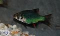 Green Tiger Barb Aquarium Fish, Photo and characteristics