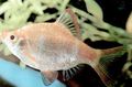 Silver Tiger Barb Aquarium Fish, Photo and characteristics