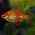Red Tiger Barb Aquarium Fish, Photo and characteristics
