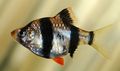 Oval Aquarium Fish Tiger Barb care and characteristics, Photo