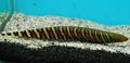 Striped Tiger Knifefish, Photo and characteristics