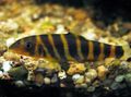 Elongated Aquarium Fish Tiger Loach, Bengal Loach care and characteristics, Photo