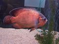 Red Tiger Oscar Aquarium Fish, Photo and characteristics