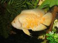 Yellow Tiger Oscar Aquarium Fish, Photo and characteristics