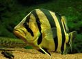 Listrado Peixes de Aquário Tiger Perch, Datnioides, Coius características, foto