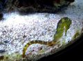 ყვითელი აკვარიუმის თევზი Tiger კუდი Seahorse, Hippocampus comes მახასიათებლები, სურათი