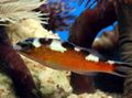 Elongated Aquarium Fish Tobacco Basslet care and characteristics, Photo