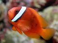 Red Tomato Clownfish, Photo and characteristics