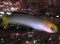 Grey Trachinops Aquarium Fish, Photo and characteristics