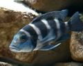 Elongated Aquarium Fish Tretocephalus Cichlid care and characteristics, Photo