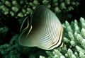 Grey Triangular Butterfly Fish, Photo and characteristics