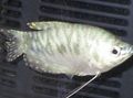 Silver Trichogaster trichopterus trichopterus Aquarium Fish, Photo and characteristics