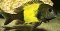 Oval Aquarium Fish Tropheus Ikola care and characteristics, Photo