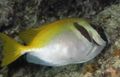 Motley Two Barred Rabbitfish, Photo and characteristics