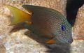 Photo Aquarium Fish Two Spot Bristletooth Tang description and characteristics