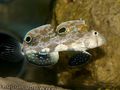 Spotted Two Spot Goby Aquarium Fish, Photo and characteristics