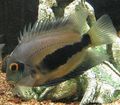 Striped Uaru Cichlid Aquarium Fish, Photo and characteristics
