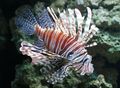 Striped Volitan Lionfish, Photo and characteristics