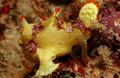 Macchiato Pesci d'Acquario Frogfish Verrucose (Frogfish Pagliaccio), Antennarius maculatus caratteristiche, foto