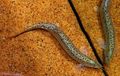 Serpentin Zierfische Wetter Schmerlen kümmern und Merkmale, Foto