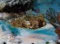 Länglich Zierfische Web Burrfish kümmern und Merkmale, Foto