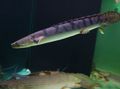Photo Aquarium Fish Weeksii Bichir characteristics
