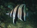 Striped Western Talma Aquarium Fish, Photo and characteristics