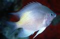 Silver White-belly damselfish, Photo and characteristics