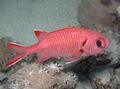 Red White-edged (Blotcheye Soldierfish), Photo and characteristics