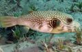 Elongated Aquarium Fish White-spotted Puffer care and characteristics, Photo