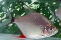 Oval Zierfische Wimpel Piranha kümmern und Merkmale, Foto