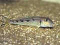 Spotted Xenotilapia ochrogenys Aquarium Fish, Photo and characteristics