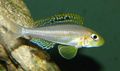 Elongated Aquarium Fish Xenotilapia papilio care and characteristics, Photo