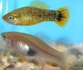 Spotted Xiphophorus evelynae Aquarium Fish, Photo and characteristics