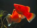 Red Xiphophorus maculatus Aquarium Fish, Photo and characteristics