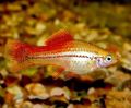 Gold Xiphophorus maculatus Aquarium Fish, Photo and characteristics