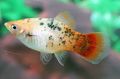 Spotted Xiphophorus maculatus Aquarium Fish, Photo and characteristics