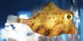 Dreieckig Gelben Kofferfisch kümmern und Merkmale, Foto