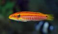 Elongated Yellow Candy Hogfish care and characteristics, Photo